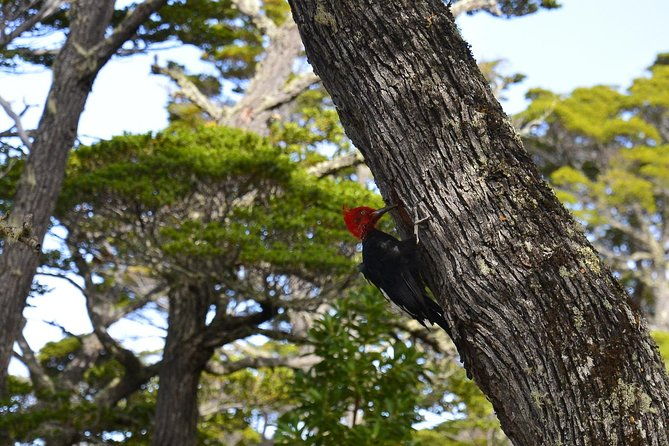 shore-excursion-national-park-tierra-del-fuego