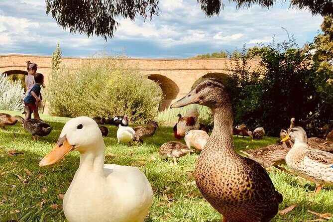 Shore Excursion - nipaluna (Hobart) Highlights - What’s Included and What to Expect