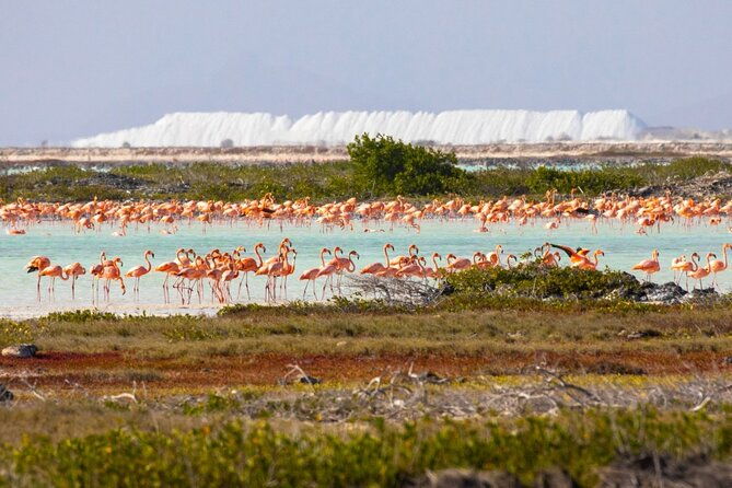 shore-excursion-north-and-south-sides-of-bonaire