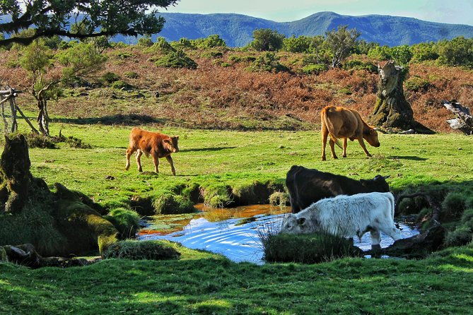 shore-excursion-northwest-terraces-and-volcanic-pools-4x4-tour