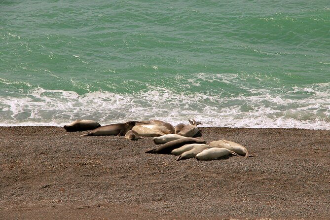 shore-excursion-peninsula-valdes-cruise-passengers-puerto-madryn