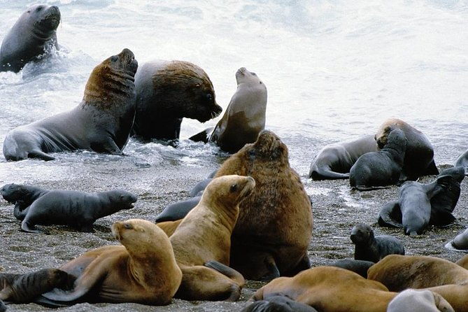 shore-excursion-private-day-trip-to-peninsula-valdes-from-puerto-madryn