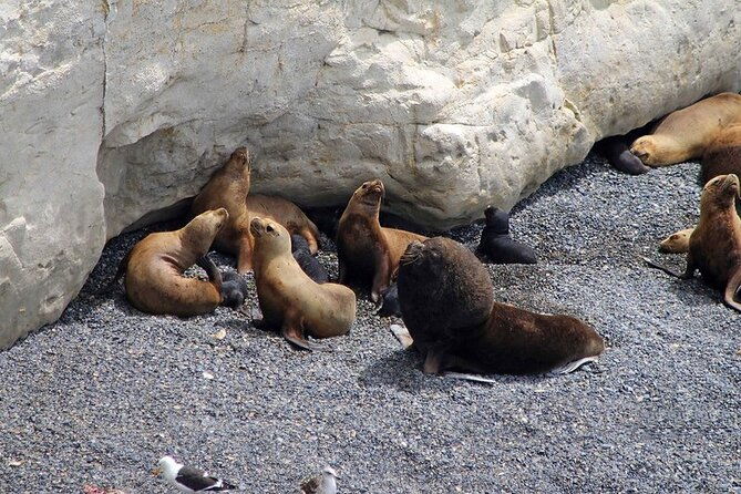 shore-excursion-punta-loma-sea-lions-reserve-including-puerto-madryn-city-tour