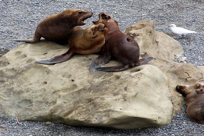 shore-excursion-punta-loma-sea-lions-reserve-including-puerto-madryn-city-tour