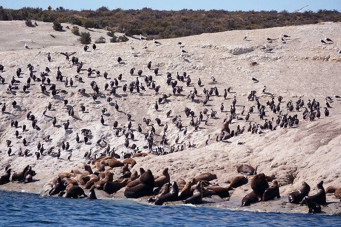 shore-excursion-punta-loma-sea-lions-reserve-including-puerto-madryn-city-tour