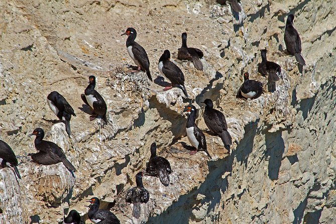 shore-excursion-punta-loma-sea-lions-reserve-including-puerto-madryn-city-tour