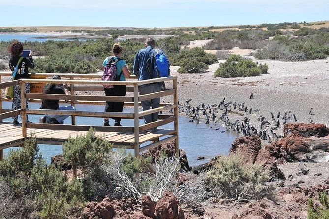 shore-excursion-punta-tombo-cruise-passengers-puerto-madryn