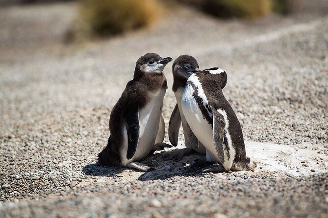shore-excursion-punta-tombo-penguin-reserve-from-puerto-madryn