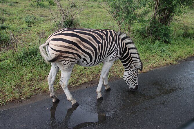 Shore Excursion Richards Bay Big 5 Safari Experience - An In-Depth Look at the Safari Experience
