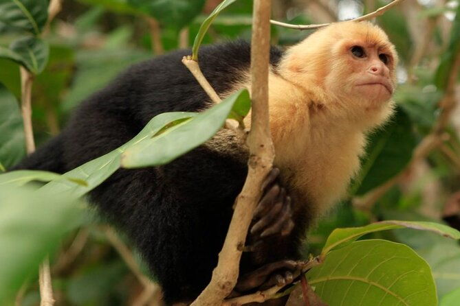 shore-excursion-roatan-super-man-zip-line-and-wildlife-sanctuary