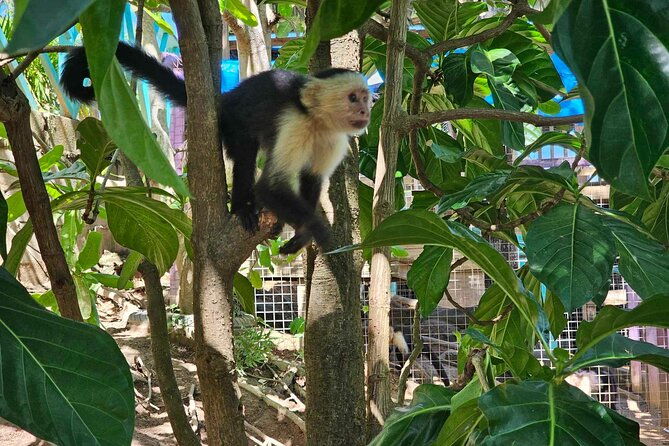 shore-excursion-wildlife-sanctuary-chocolate-tasting-and-snorkel