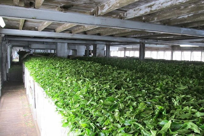 Shore Excursions Colombo Port Passenger Terminal to Kandy By Car. - Why This Tour Offers Great Value