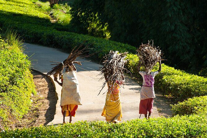 Shore Excursions Tea Plantation from Colombo Port Passenger Jetty - Who Would Love This Experience?