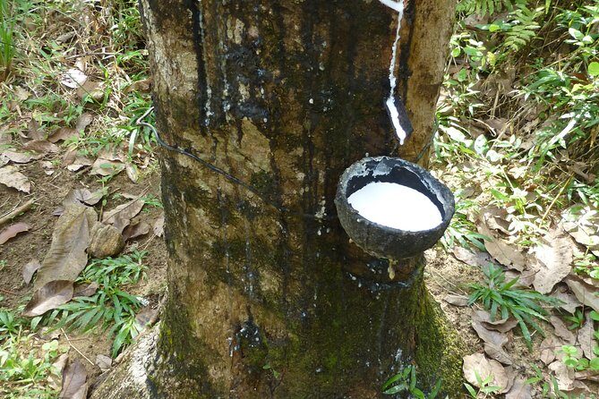 Shore Excursions Tea Plantation from Colombo Port Passenger Jetty - The Sum Up: Is It Worth It?