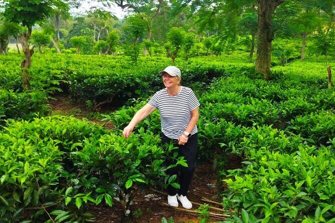 Shore Excursions Tea Plantation from Colombo Port Passenger Jetty - FAQs