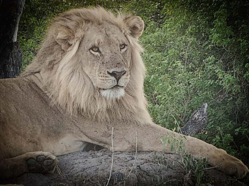 Shore Excursions to Hluhluwe-iMfolozi Park, KwaZulu-Natal - Who is this tour for?  