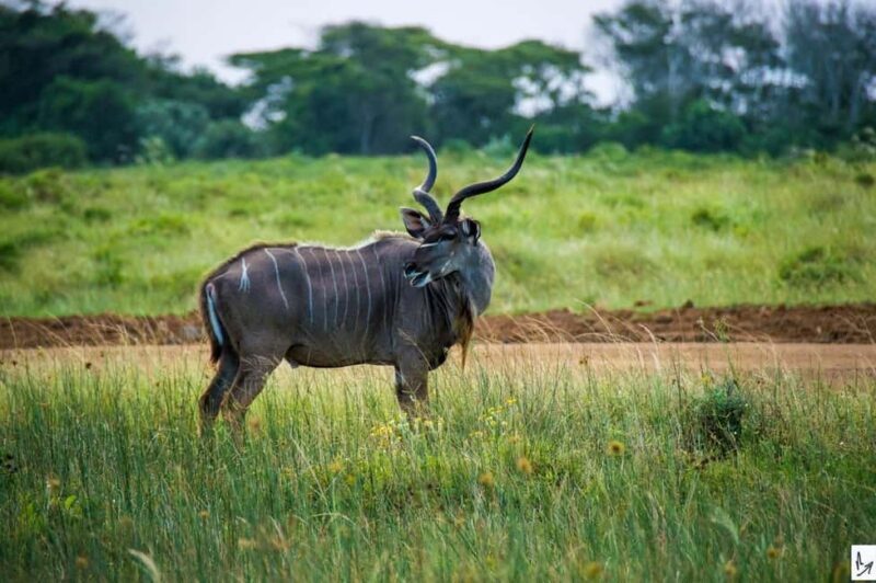 Shore Excursions to Hluhluwe-iMfolozi Park, KwaZulu-Natal - Key Points