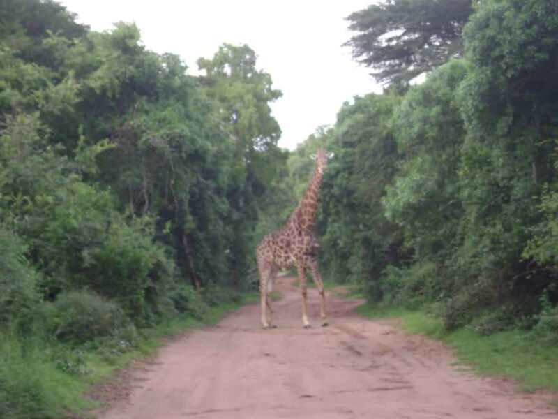 Shore Excursions to Hluhluwe-iMfolozi Park, KwaZulu-Natal - Price and Value