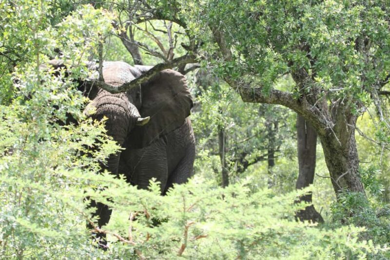 Shore Excursions to Hluhluwe-iMfolozi Park, KwaZulu-Natal - Practical Tips
