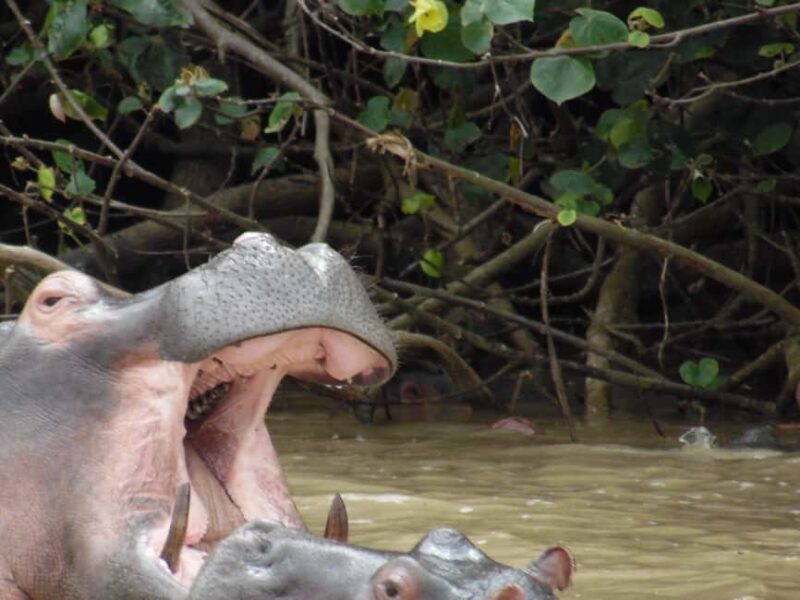 Shore Excursions to Hluhluwe-iMfolozi Park, KwaZulu-Natal - Frequently Asked Questions