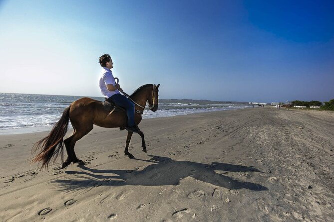 shore-mangrove-tour-lunch-horse-riding-fishing-classes