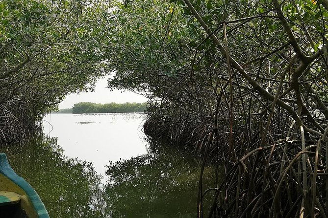 shore-mangrove-tour-lunch-horse-riding-fishing-classes