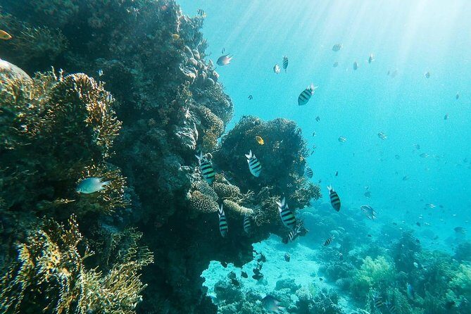 Shore Snorkeling - Two hours - The Benefits of the Guided Snorkeling Approach
