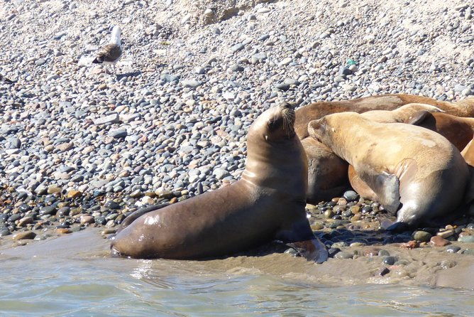 shore-tours-peninsula-valdes-cruise-ship-passengers-puerto-madryn