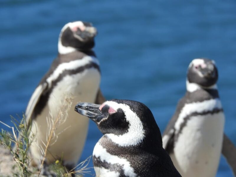 Shore Tours Peninsula Valdes Puerto Madryn Cruise Passengers - Key Points