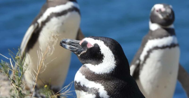 Shore Tours Peninsula Valdes Puerto Madryn Cruise Passengers - Discovering the Wonders of Península Valdés