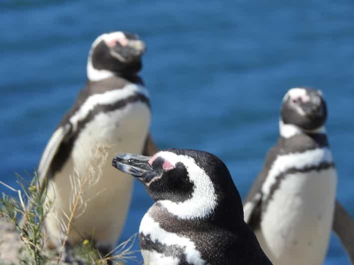 Shore Tours Peninsula Valdes Puerto Madryn Cruise Passengers - Why This Tour Is a Great Choice