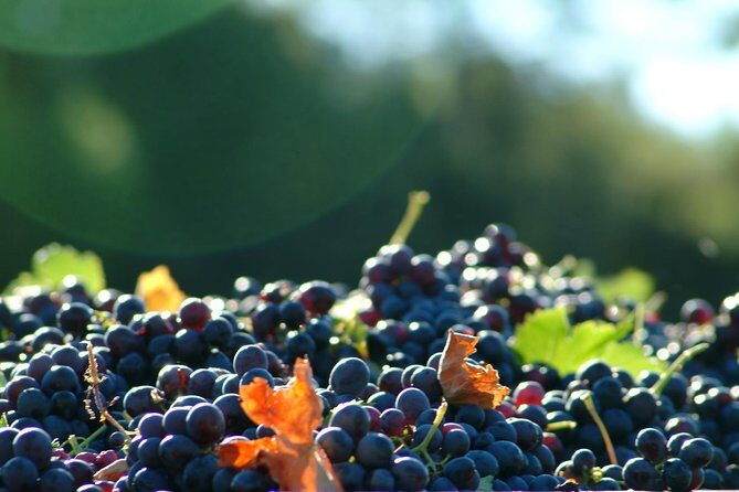 Short Day Tour around Aix en Provence and Wine Tasting - Practical Details That Matter