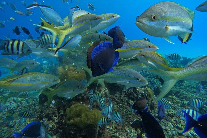 short-excursion-4-hour-party-catamaran-and-snorkeling