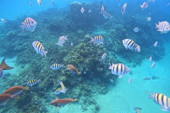 short-excursion-4-hour-party-catamaran-and-snorkeling