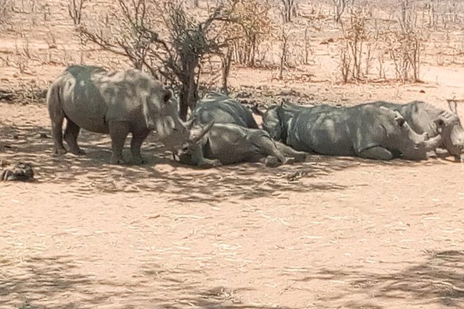 Short Rhino safari walk. - Key Points