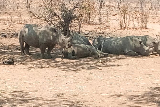 Short Rhino safari walk. - What’s on Offer: A Detailed Look at the Tour