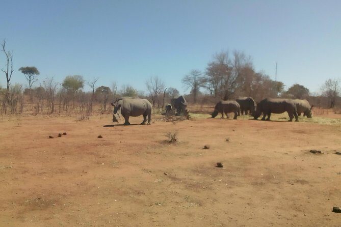 Short Rhino safari walk. - Who Should Consider This Tour?