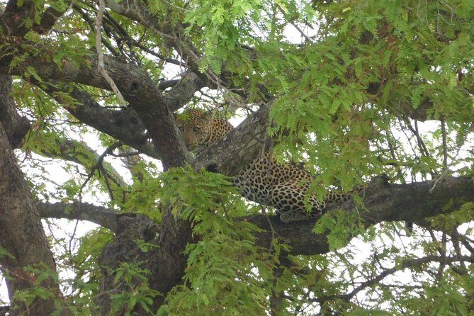 Short Safari from Dar es Salaam to Mikumi National Park - 2 Days - Discover the Mikumi National Park Safari: An Honest Review