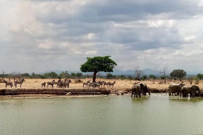 Short Safari from Dar es Salaam to Mikumi National Park - 2 Days - The Itinerary in Detail