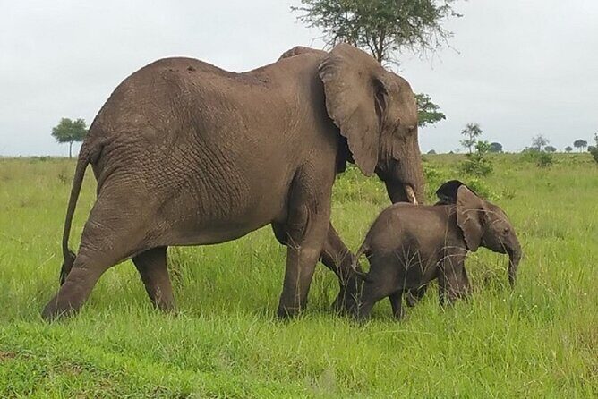 Short Safari from Dar es Salaam to Mikumi National Park - 2 Days - The Practicalities: What You Should Know