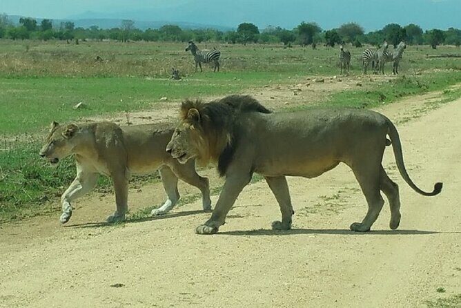 Short Safari from Dar es Salaam to Mikumi National Park - 2 Days - Authentic Experiences & Reviewer Insights