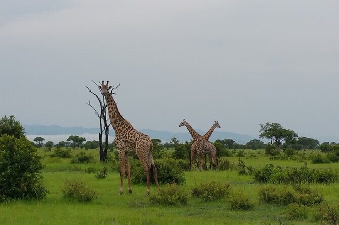 Short Safari from Dar es Salaam to Mikumi National Park - 2 Days - Final Thoughts