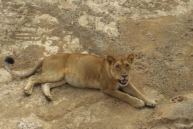 Short Safari from Dar es Salaam to Mikumi National Park - 2 Days - Frequently Asked Questions