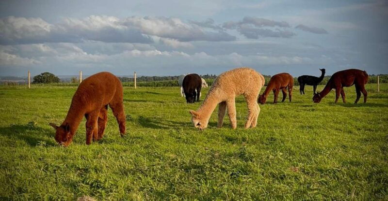 shropshire-alpaca-meet-greet-intimate-alpaca-experience