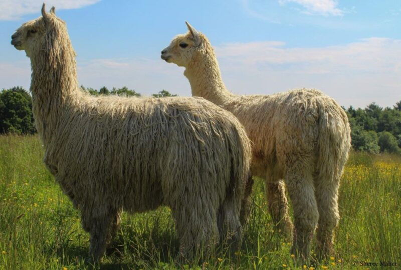 shropshire-alpaca-meet-greet-intimate-alpaca-experience
