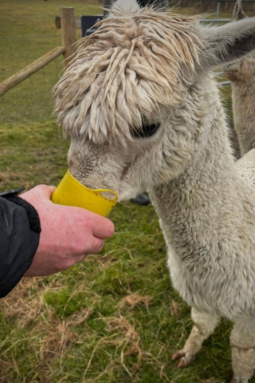 shropshire-alpaca-meet-greet-intimate-alpaca-experience