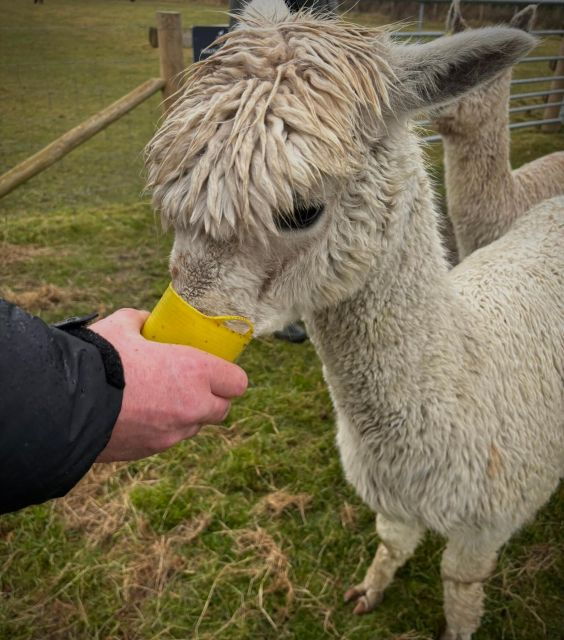 shropshire-alpaca-meet-greet-intimate-alpaca-experience