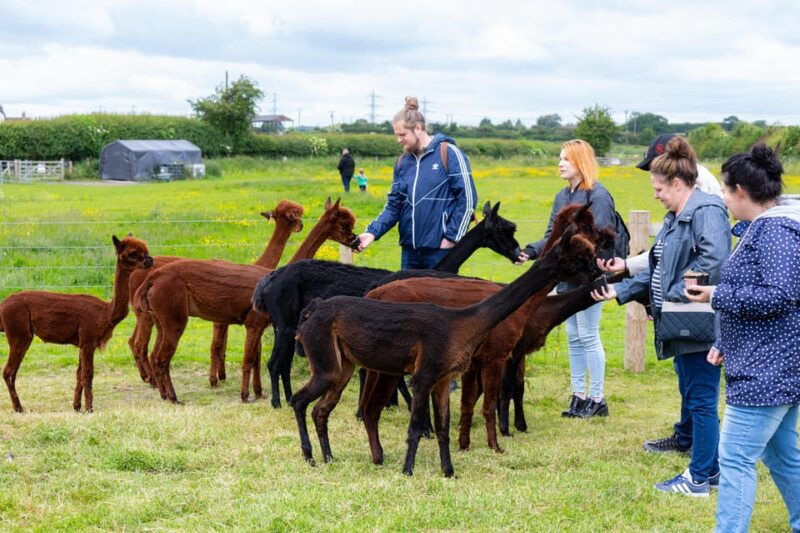 shropshire-alpaca-meet-greet-intimate-alpaca-experience