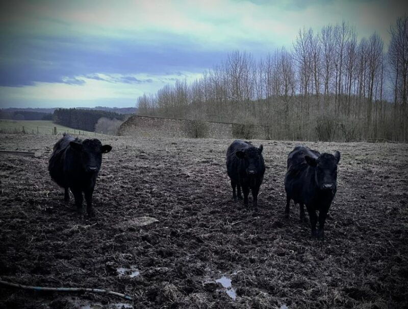 shropshire-meet-the-mini-moos-cow-cuddling-experience