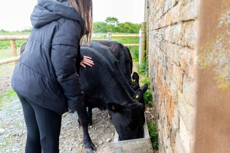shropshire-meet-the-mini-moos-cow-cuddling-experience